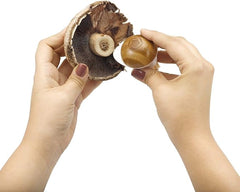 Full Circle FunGuy, 2 in 1 Mushroom Cleaning Brush, White