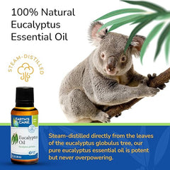 Earth's Care Eucalyptus Oil - 100% Natural Eucalyptus Essential Oil - for Aromatherapy - Steam Distilled - 1 Fl OZ